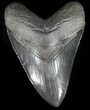 Nice, Fossil Megalodon Tooth - Georgia #56348-1